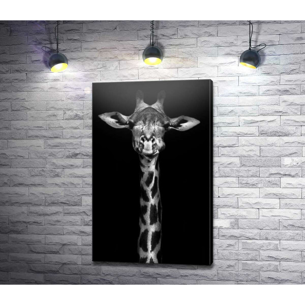 Монохромний портрет жирафу