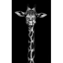 Монохромный портрет жирафа