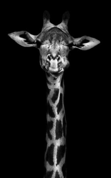 Монохромний портрет жирафу