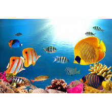 Яркие рыбки в аквамариновой воде