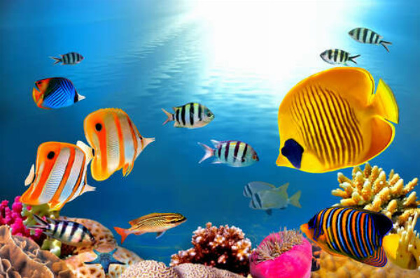 Яркие рыбки в аквамариновой воде