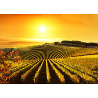 Виноградники залитые золотым солнцем