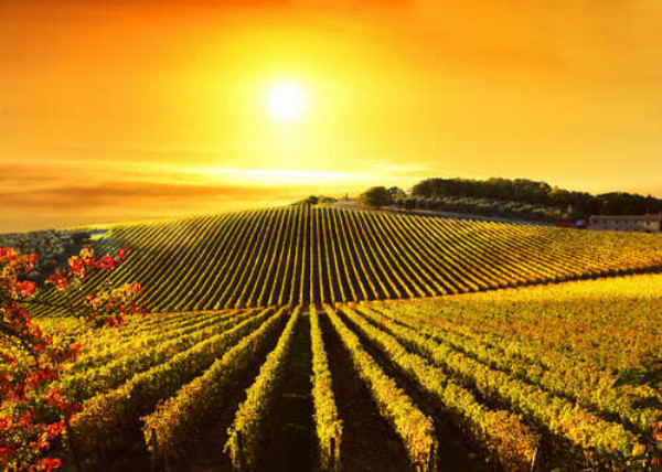 Виноградники залиті золотим сонцем