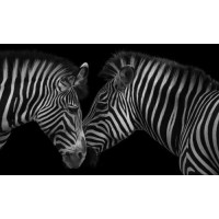 Уникальные полоски монохромных зебр