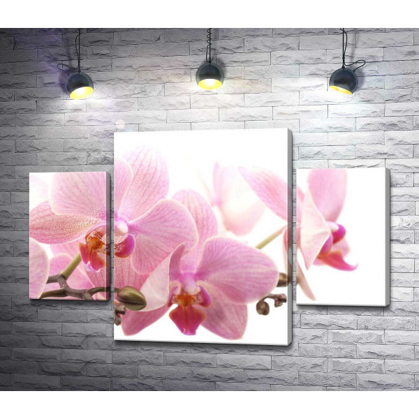 Ніжні квіти рожевої орхідеї