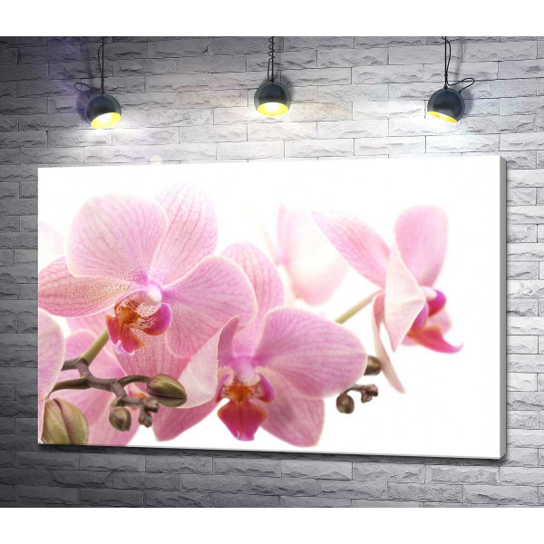 Нежные цветы розовой орхидеи