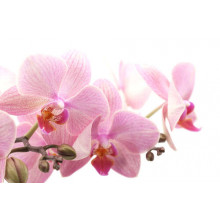 Ніжні квіти рожевої орхідеї