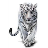 Білий тигр з блакитними очима