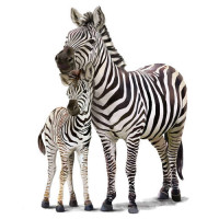 Зебра з дитинчатою
