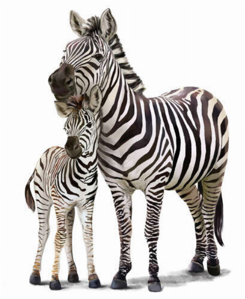 Зебра с детенышем