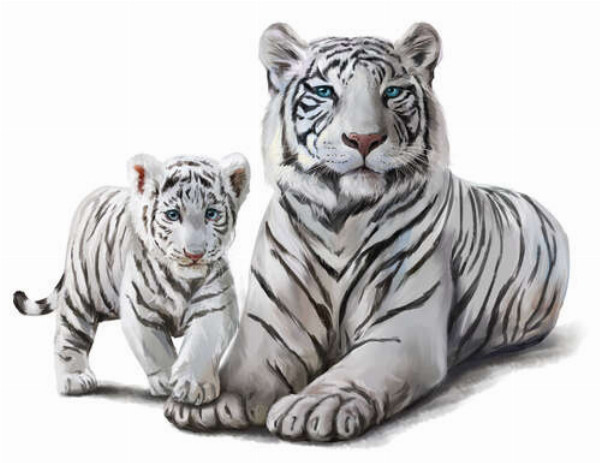 Белый тигр с детенышем