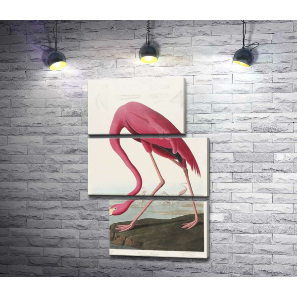 Американский фламинго