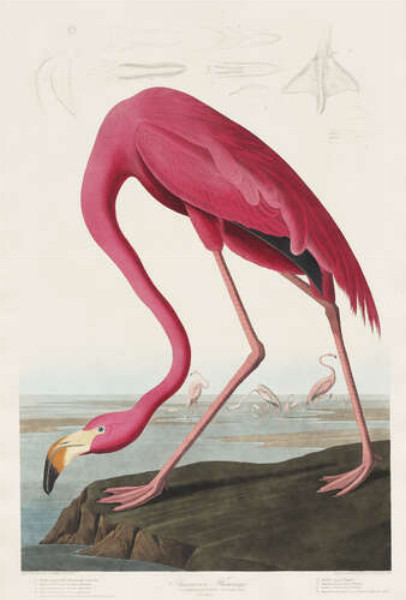 Американский фламинго