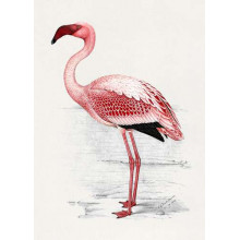Малый розовый фламинго