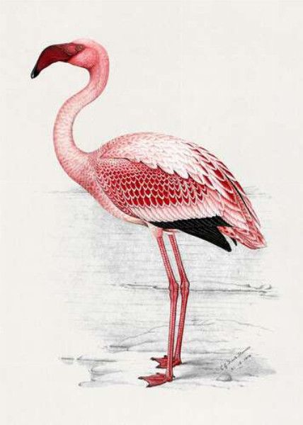 Малый розовый фламинго