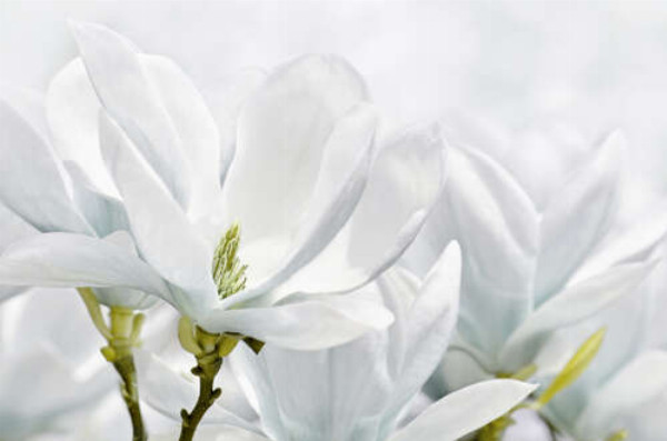 Цветок белой магнолии крупным планом
