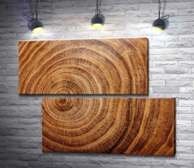 Модульная картина "Кольца дерева в разрезе"