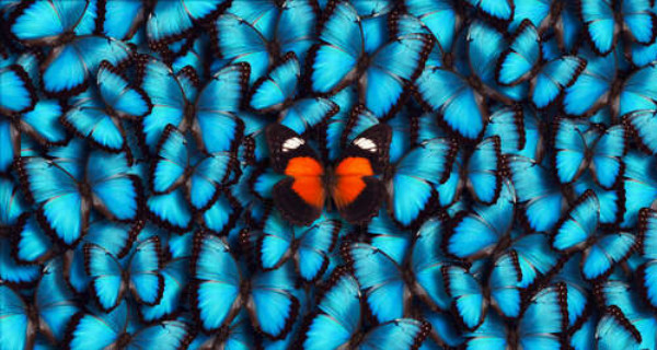 Оранжевая бабочка среди множества сине-голубых