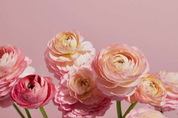 Пышные бутоны розовых цветов