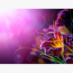 Квітки лілії у бузковому світлі