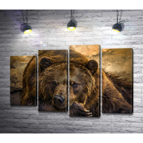 Портрет відпочиваючого ведмедя
