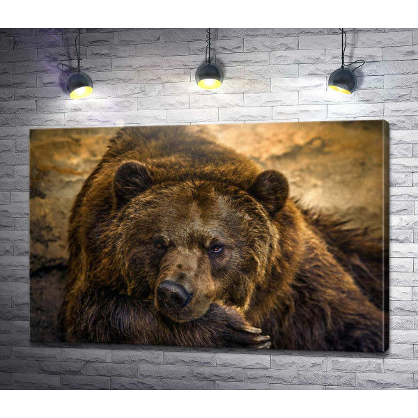 Портрет відпочиваючого ведмедя