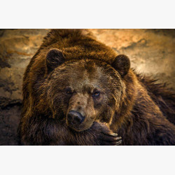 Портрет отдыхающего медведя