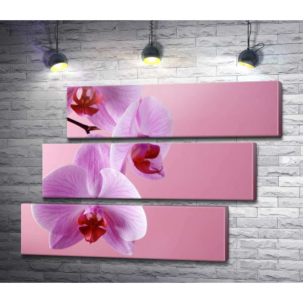 Гілка орхідеї на рожевому фоні