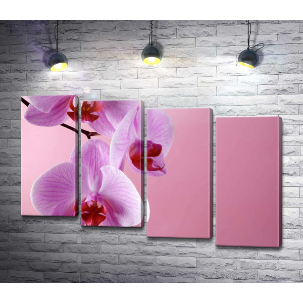 Ветка орхидеи на розовом фоне