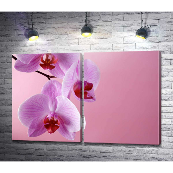 Гілка орхідеї на рожевому фоні