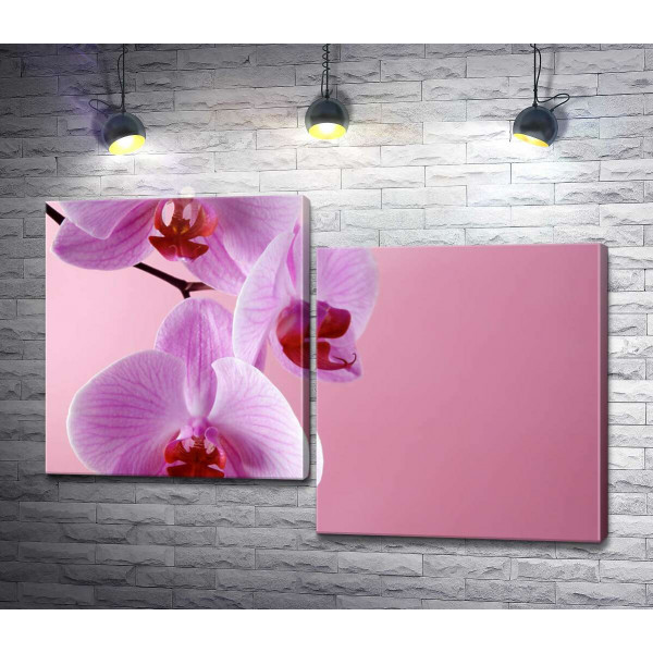 Ветка орхидеи на розовом фоне