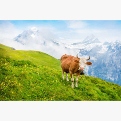 Корова на соковито-зеленому лузі на тлі гір