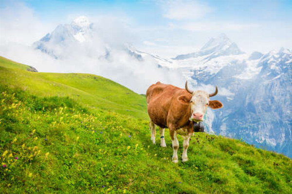 Корова на соковито-зеленому лузі на тлі гір