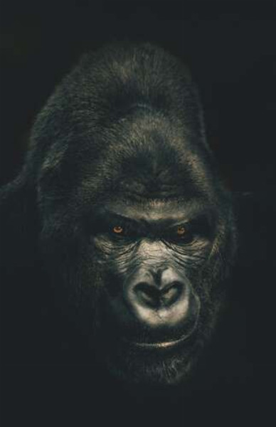Портрет гориллы в темных тонах