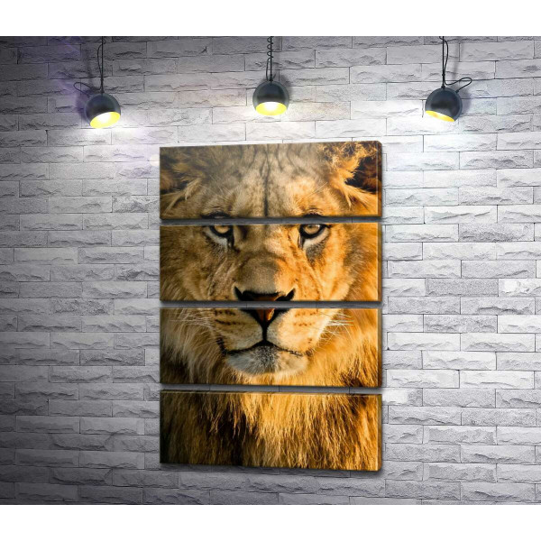 Портрет величественного льва