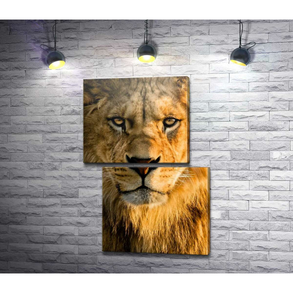 Портрет величественного льва