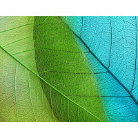 Зеленый и синий листы под увеличением