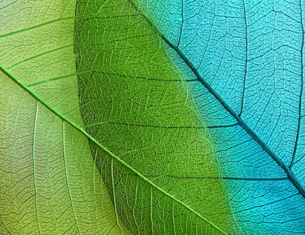 Зеленый и синий листы под увеличением