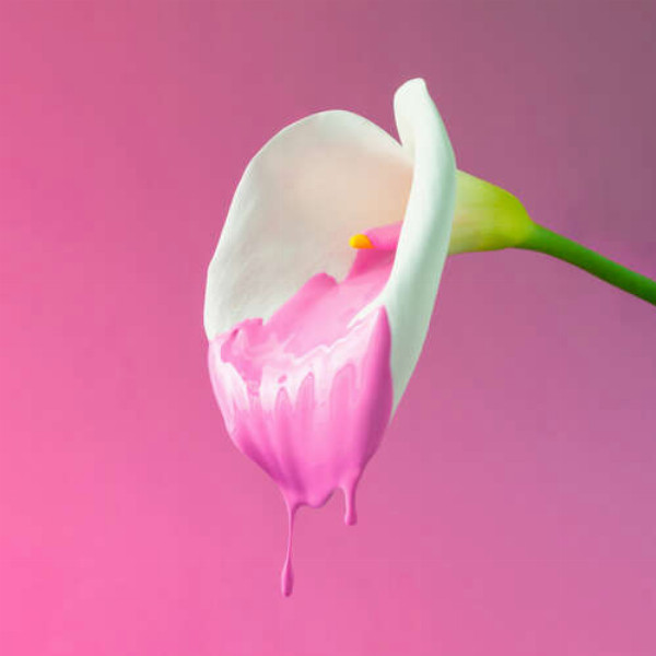 Лилия с розовыми потеками краски