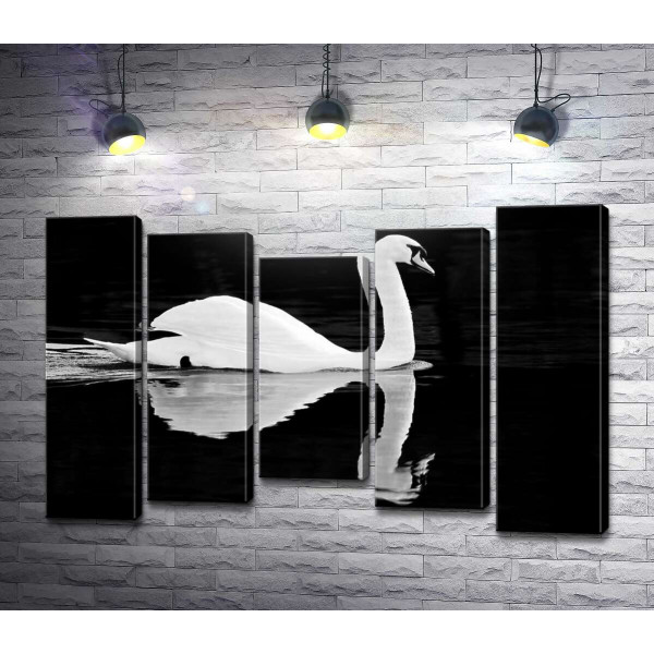 Белый лебедь на пруду на черном фоне