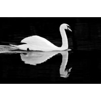 Белый лебедь на пруду на черном фоне