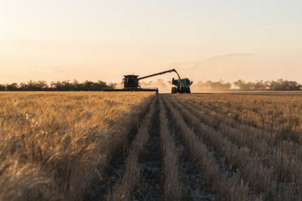 Комбайн та трактор у полі пшениці