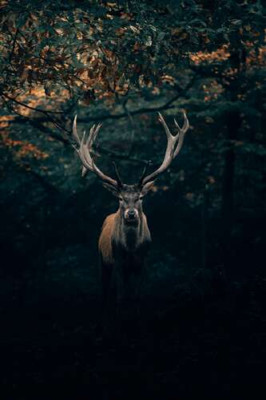 Самотній олень