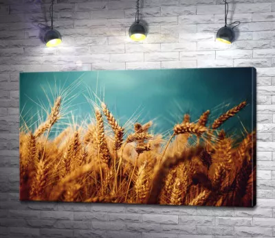Стиглі золоті колоски пшениці