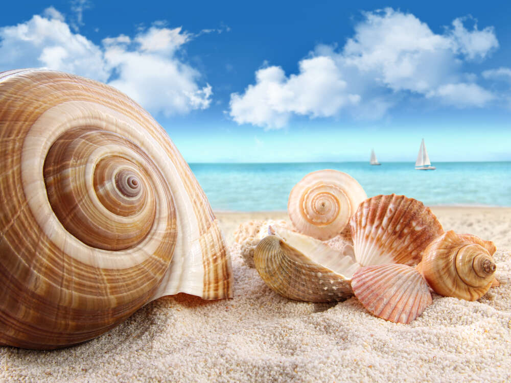 картина-постер Морские ракушки на золотистом песке