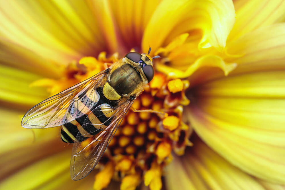 картина-постер Хрупкая пчела опыляет солнечно-желтый цветок