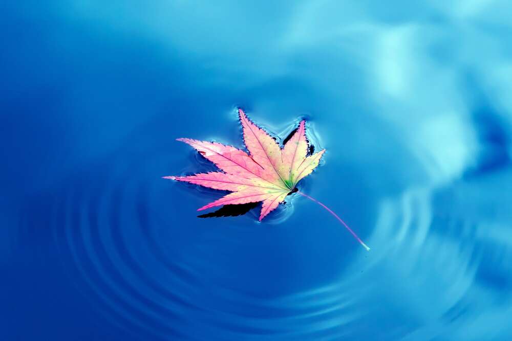 картина-постер Осінній листок плаває на небесно блакитній воді
