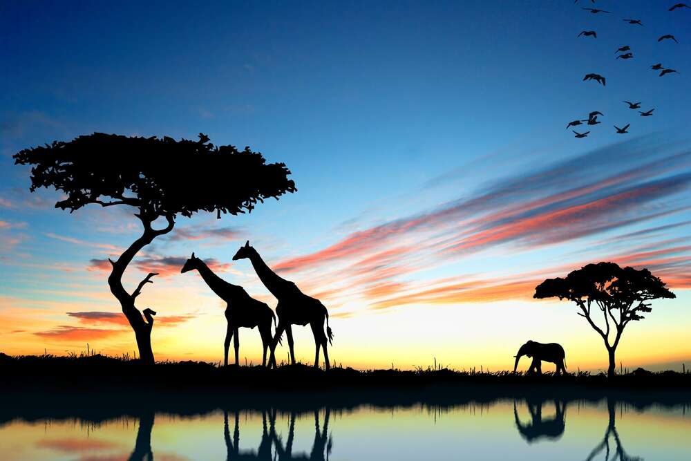 картина-постер Африканские животные прощаются с уходящим днем