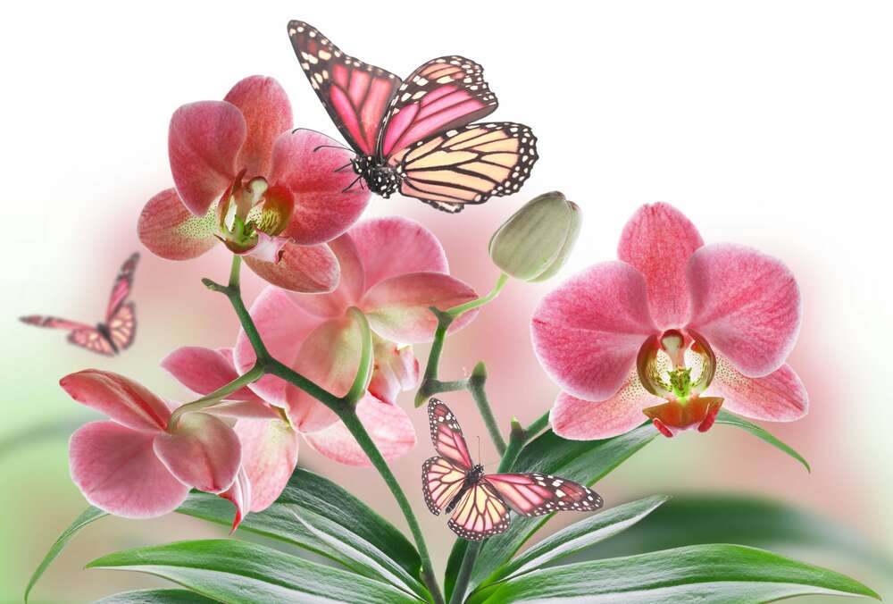 картина-постер Бабочки среди орхидей: розовая магия природы
