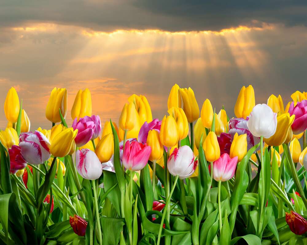 картина-постер Розовые лучики пробираются к тюльпановой грядке после весенней грозы